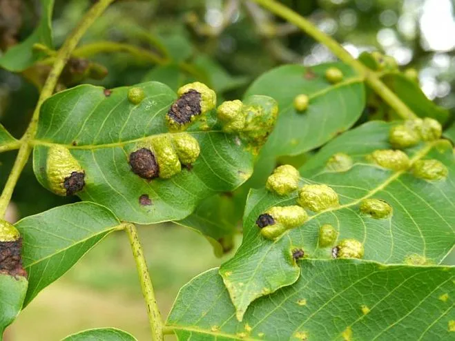 How to properly grow a walnut tree at home