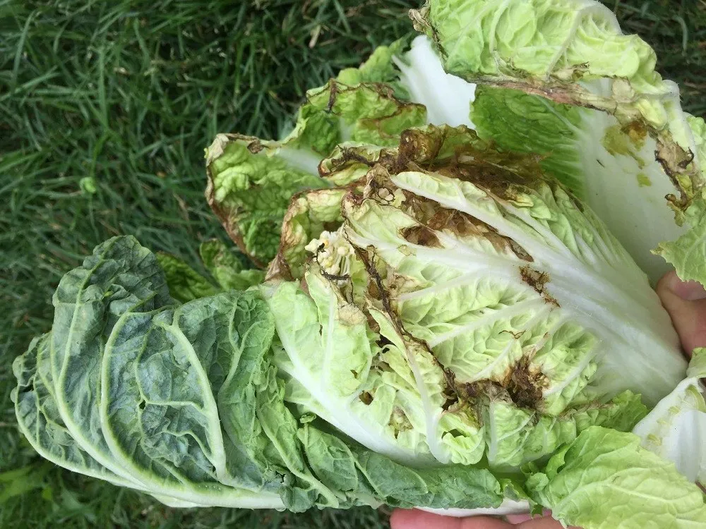 Chinese cabbage diseases and pests