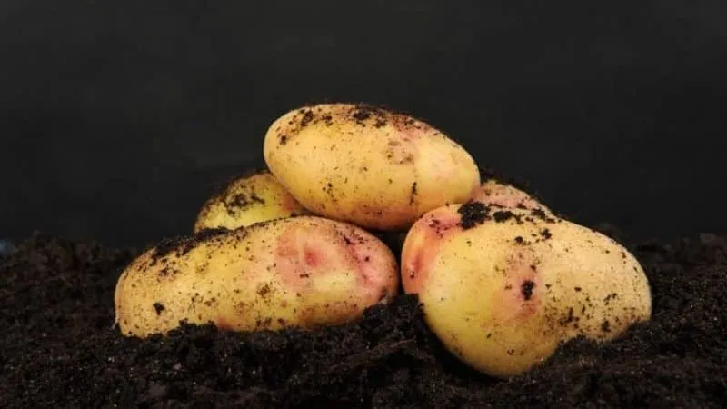 Galaxy potato variety with excellent taste and long shelf life