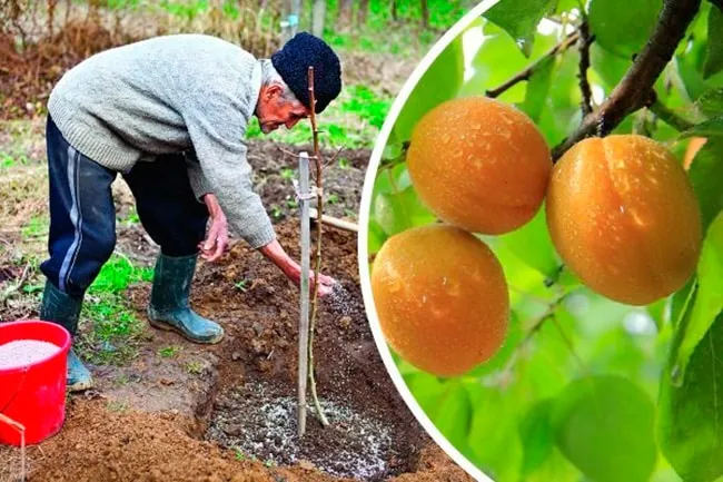 Step-by-step guide to transplanting an apricot tree in summer