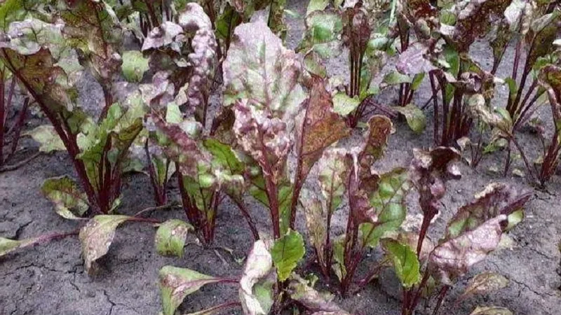 What to do when beet leaves turn yellow and the plant stops growing