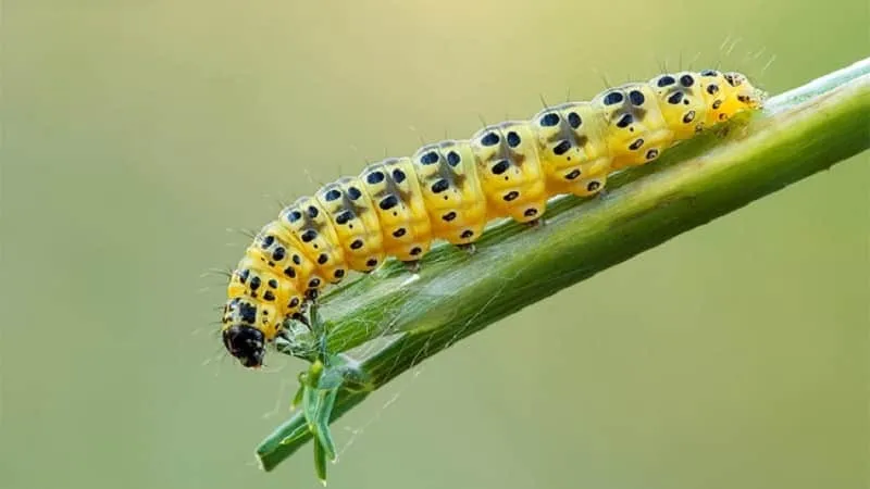 Meadow moth caterpillar
