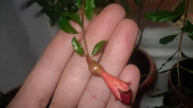 How to grow a pomegranate at home: care tips