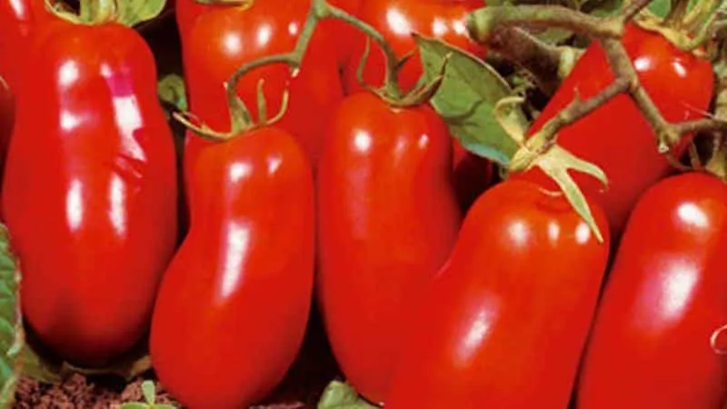 Most productive short-stem tomato varieties