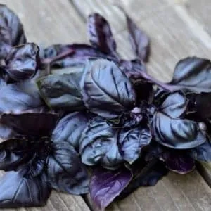 Review of the purple basil variety 'Ararat'
