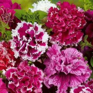 Description of double petunia varieties and growing tips