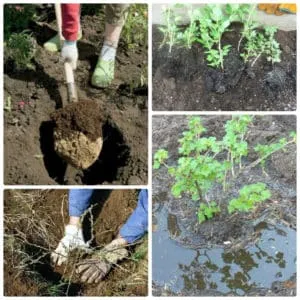 Optimal growing conditions for berries: the best soil for gooseberries and how to enrich it properly