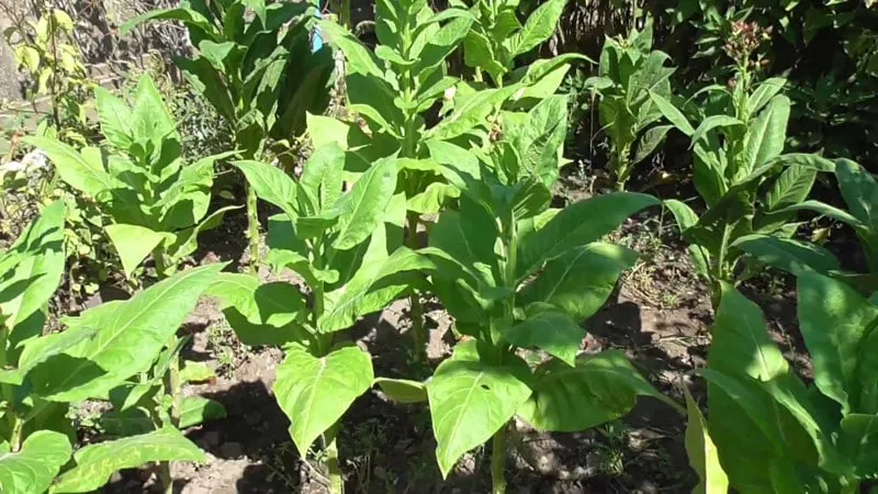 Tobacco cultivation techniques in open ground, greenhouses, and at home