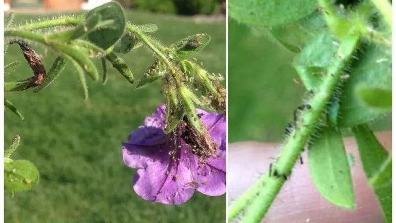The dangers of aphids on petunias and how to combat them effectively