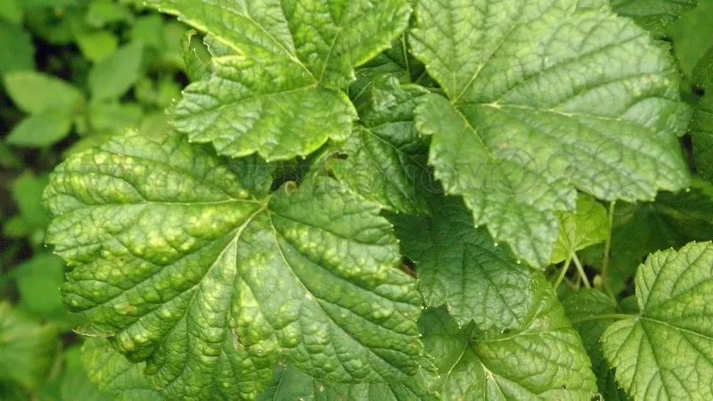 The dangers of mosaic virus on currants and how to get rid of it