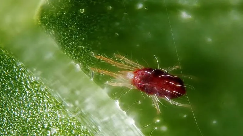 Spider mites on peppers