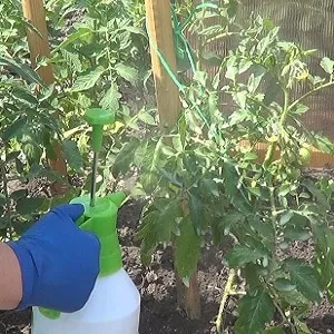 Rules for feeding tomatoes in a greenhouse: which fertilizers and when to use for a rich harvest