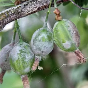 Why gooseberries fail to fruit and how to fix it