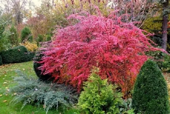 Correct use of barberry in landscape design for maximum aesthetics