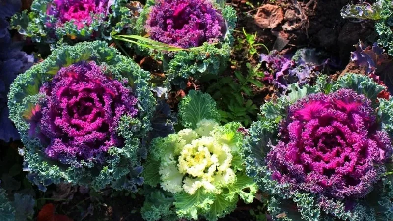 Ornamental cabbage: features, varieties with names and photos