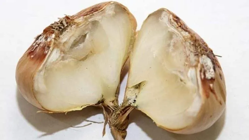 Fusarium rot in onions
