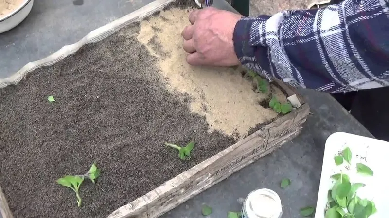 Best Trailing Petunia Varieties and Growing Tips