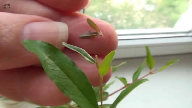 Beginner's Guide: How to Care for a Potted Pomegranate Indoors