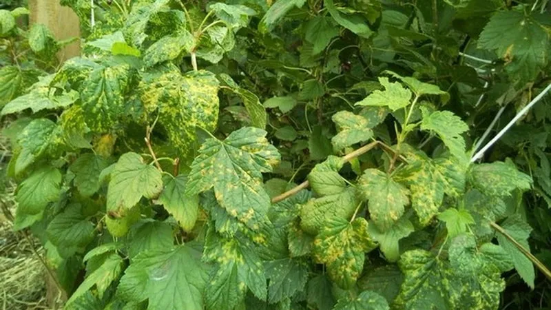 The dangers of mosaic virus on currants and how to get rid of it