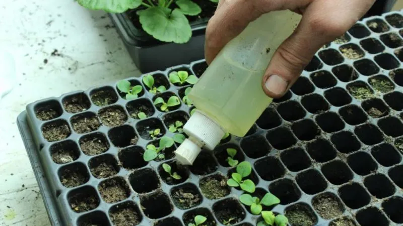 How to grow petunias from seeds at home: sowing seedlings, care, and transplanting into open ground