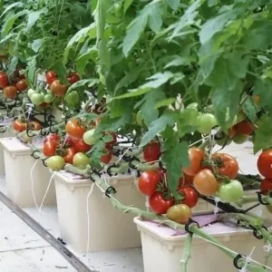 Secrets of growing tomatoes at home with hydroponics