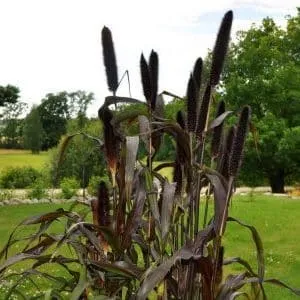 Nutritional benefits of African millet