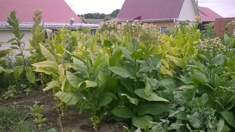 Tobacco cultivation techniques in open ground, greenhouses, and at home