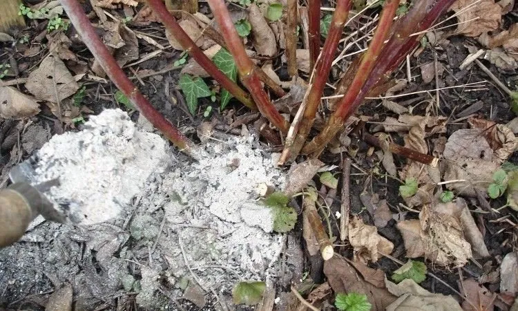 How to fertilise raspberries with ash in summer: a step-by-step guide