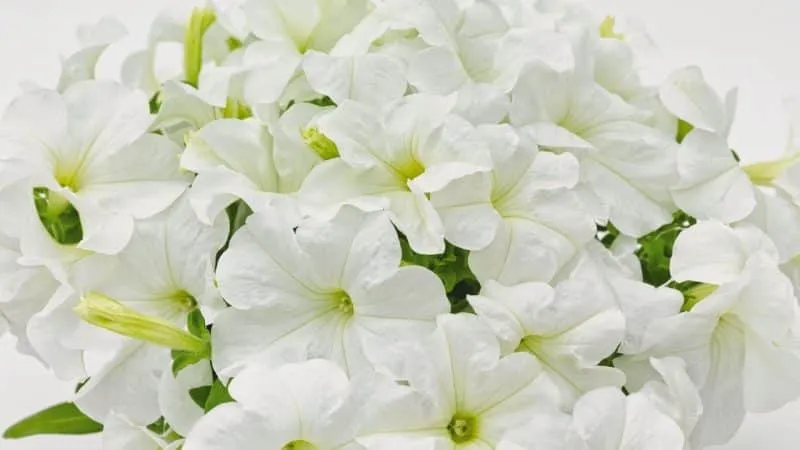 Best Trailing Petunia Varieties and Growing Tips