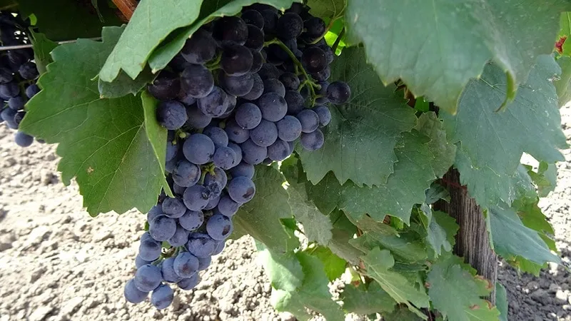 georgian grape
