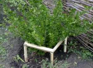 Why supports for currants are needed and how to make them yourself