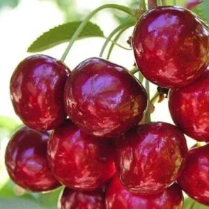 Overview of the best cold-hardy cherry varieties and selection criteria