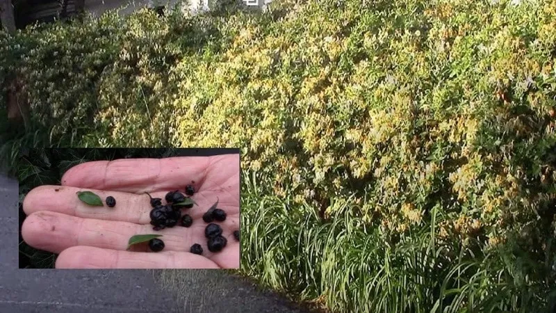 Caprifol Honeysuckle (Fragrant Vine): Description, Propagation Methods, and Care Tips