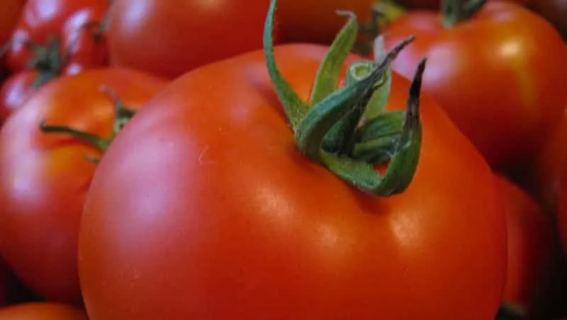 Hardy, versatile, early-ripening tomato 'Druzhok F1': reviews and growing tips
