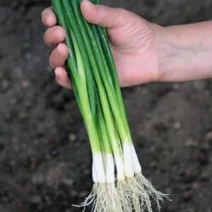 High-yielding onion variety with excellent taste "Parade"