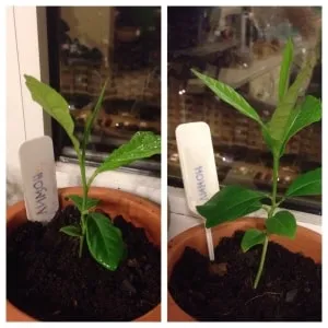 How to grow a lemon tree from a seed at home: planting, care, nuances, and mistakes