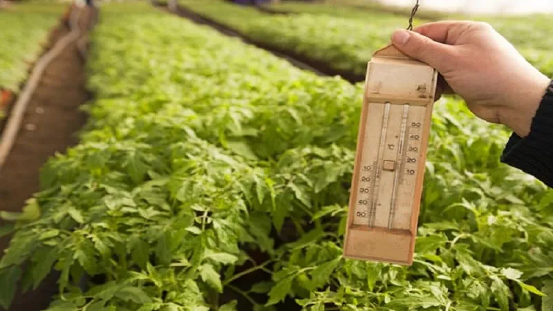 Understanding what to do if tomatoes burn in a greenhouse – how to save your harvest
