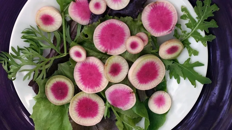 Unusual in appearance and pleasant in taste: the benefits and cultivation of watermelon radish