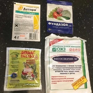 Causes and treatment of cucumber anthracnose: the most effective methods to protect your harvest