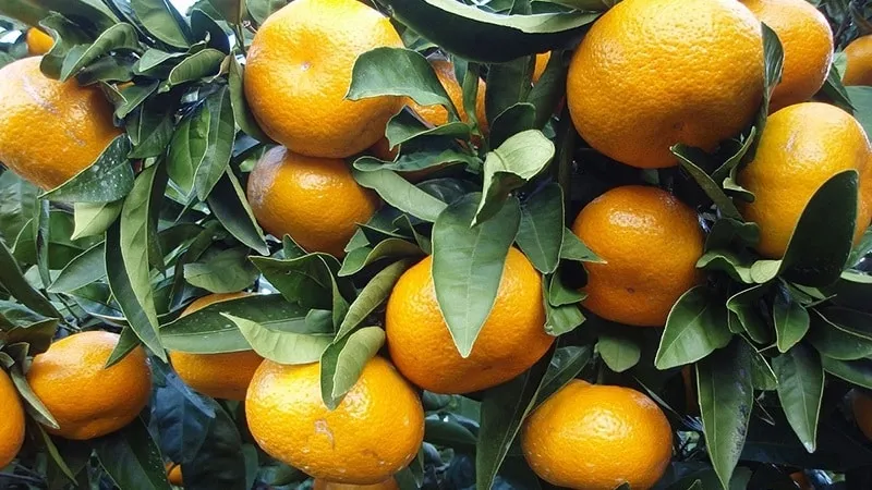 Reasons why tangerine leaves fall and methods to save the plant