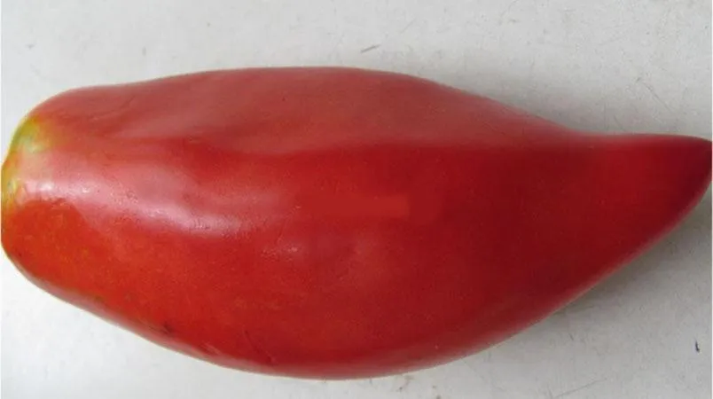 Most productive short-stem tomato varieties
