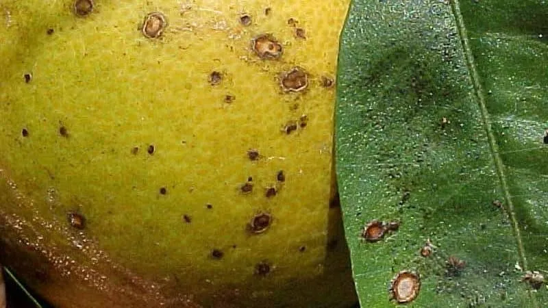 How to save mandarins from worms and diseases