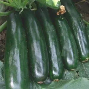 Best zucchini varieties for open ground: photos with descriptions, selection tips