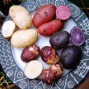 Amazing coloured potatoes: varieties and their health benefits