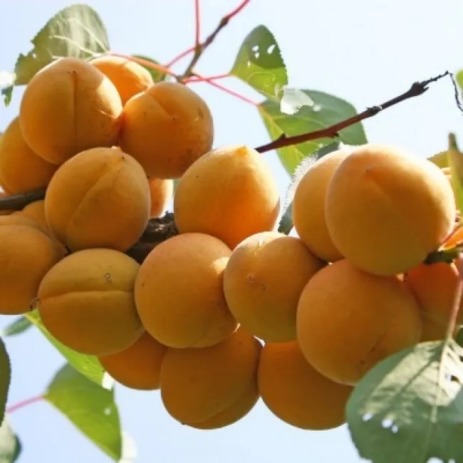 Variety of apricot cultivars for different climates