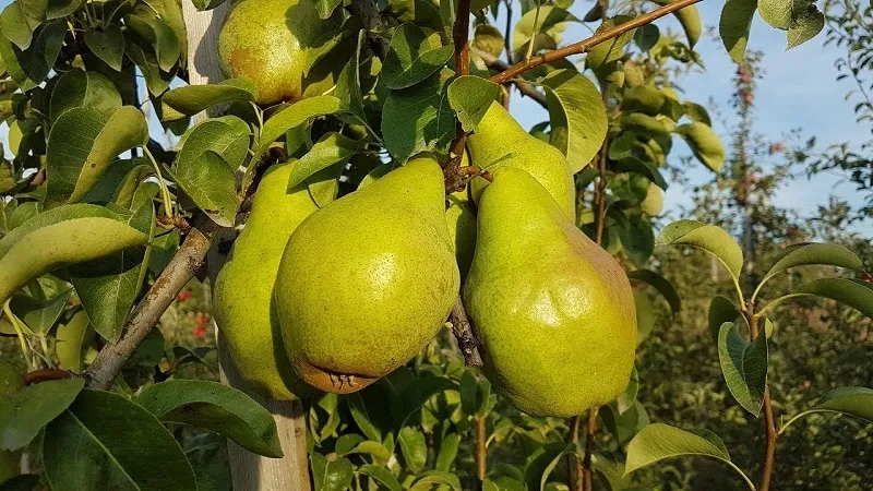 November Pear