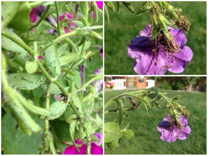 The dangers of aphids on petunias and how to combat them effectively