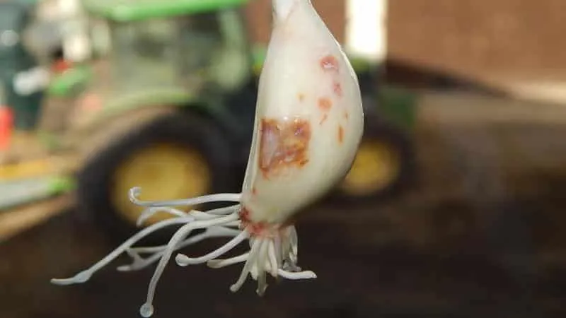 Treating garlic diseases and pests: effective methods and preventive measures