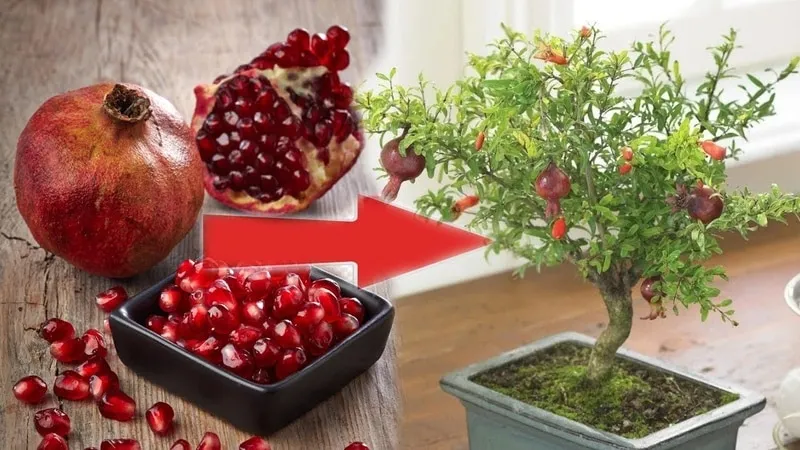 How and what to feed a pomegranate indoors