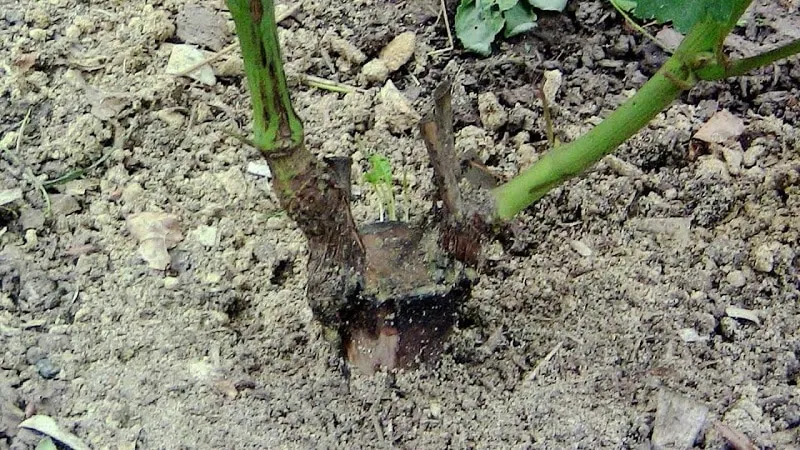 Root grafting demonstration